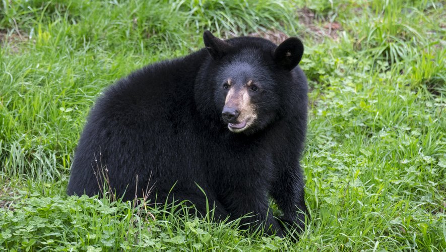 découvrez l'histoire intrigante des escrocs américains qui utilisent des déguisements d'ours pour tromper leurs victimes et mener à bien leurs arnaques.
